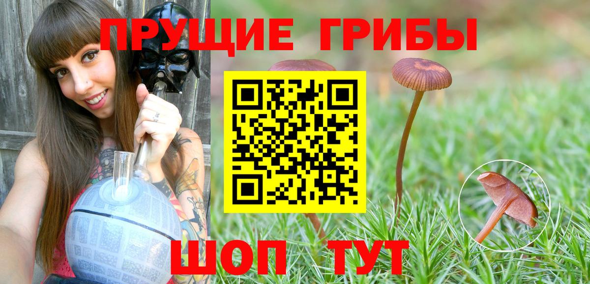 Псилоцибиновые грибы Psilocybe  Вход с VPN  Дубна  Псилоцибиновые грибы GOLDEN TEACHER 